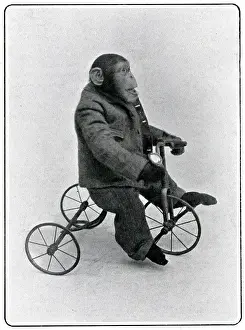Trike: Consul the Chimp at the London Hippodrome