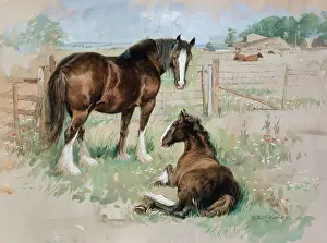 Linklater: Contemplation ' two brown and white horses