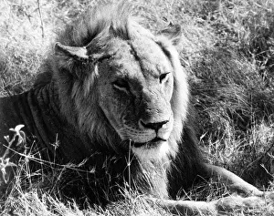 Ad Lib Studios: CONTENT LION