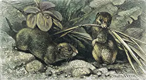 Vole: Continental field voles