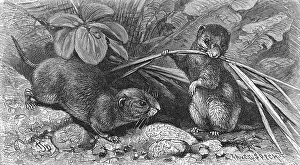Vole: Continental field voles
