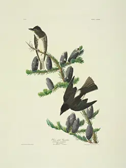 Tyrant: Contopus cooperi, olive-sided flycatcher