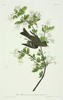 Tyrant: Contopus virens, eastern wood pewee