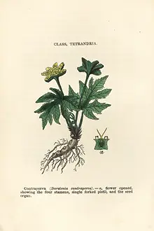 Pistil: Contrajerva, Dorstenia contrajerva