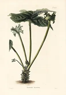 Stimulant: Contrayerva, Dorstenia contrajerva