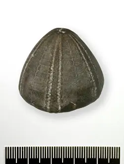 Echinoderm: Conulus albogalerus, Shepherd's Crown echinoid