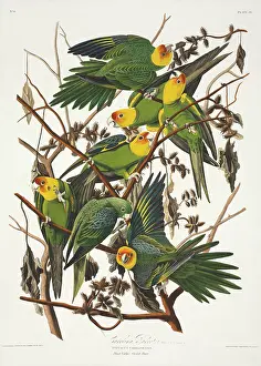 Cincinnati: Conuropsis carolinensis, Carolina parakeet