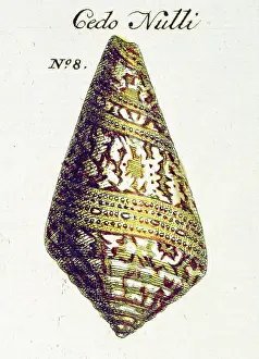 Matchless: Conus cedonulli, matchless cone