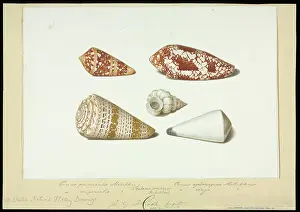 Conus: Conus and Epitonium shells