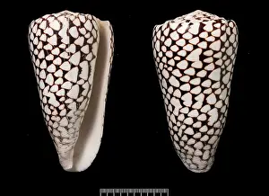 Conus: Conus marmoreus, cone shell