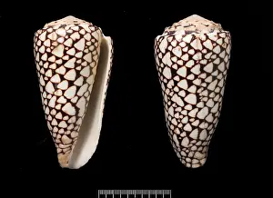 Conus: Conus marmoreus, cone shell