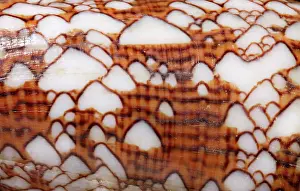Conus: Conus textile, textile cone