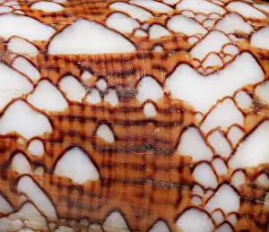 Conus: Conus textile, textile cone