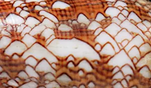 Conus: Conus textile, textile cone