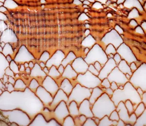 Conus: Conus textile, textile cone