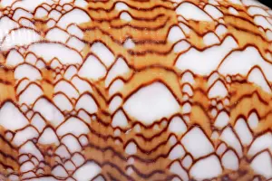 Conus: Conus textile, textile cone