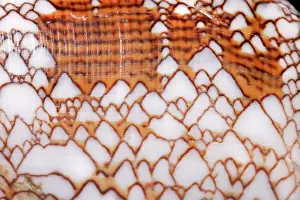 Conus: Conus textile, textile cone