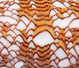 Conus: Conus textile, textile cone
