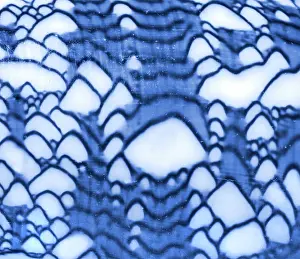 Conus: Conus textile, textile cone