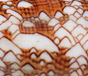 Conus: Conus textile, textile cone