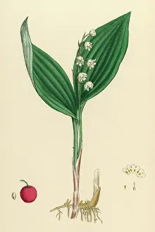 Convallaria: CONVALLARIA MAIALIS