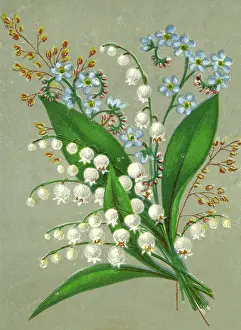 Convallaria: CONVALLARIA MAJALIS