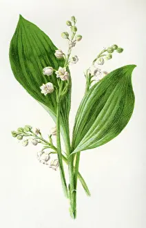 Convallaria: CONVALLARIA MAJALIS