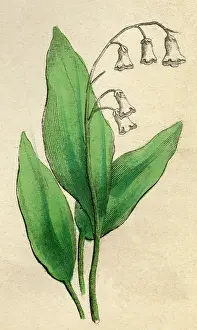 Convallaria: CONVALLARIA MAJALIS