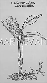 Convallaria: CONVALLARIA MAJALIS