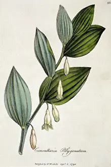 Asparagaceae: Convallaria polygonatum, solomons seal root