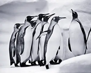 Rookery: A Convent of Emperor Penguins Aptenodytes Forsteri