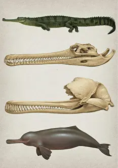 Changing: Convergent evolution of the skull in river dolphins