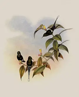 Convers: Convers Thorn-Tail, Gouldia Conversi
