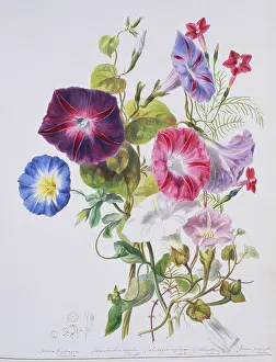 Convolvulus: Convolvulaceae