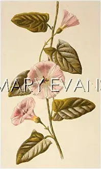 Bindweed: CONVOLVULUS ARVENSIS