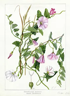Snelling: Convolvulus arvensis - field bindweed