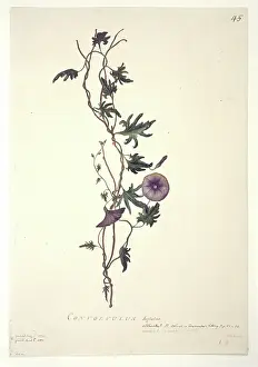 Convolvulus: Convolvulus arvensis, field bindweed