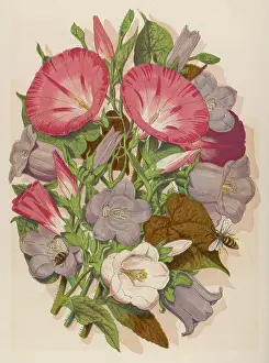 Convolvulus: CONVOLVULUS & C. BELL
