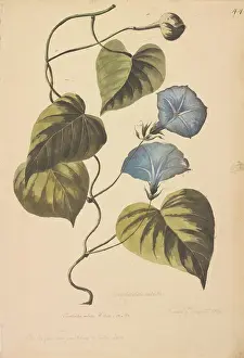 Convolvulus: Convolvulus coeletis