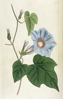 Convolvulus: Convolvulus - Curtis