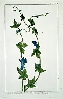 Convolvulus: Convolvulus guinguelobus, binweed