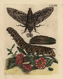Convolvulus: Convolvulus hawk-moth and bindweed