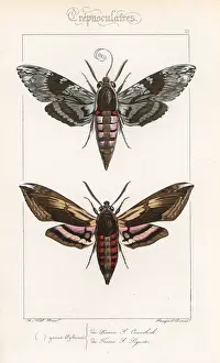 Pauquet: Convolvulus hawkmoth and privet hawkmoth