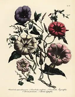 Convolvulus: Convolvulus and Ipomaea species