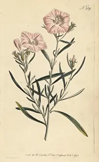 Stephen Couchman: Convolvulus oleifolius var. oleifolius