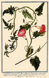 Convolvulus: Convolvulus Peregrinus, Convolvulus althaeoides