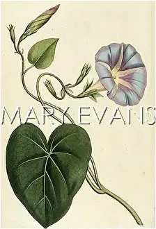Purpureus: CONVOLVULUS PURPUREUS
