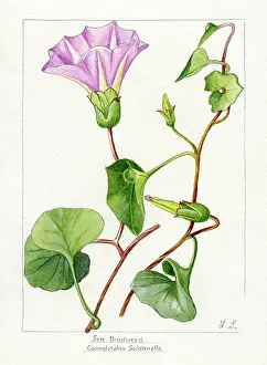 Snelling: Convolvulus soldanella - sea bindweed