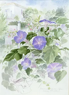 Farrier: Convolvulus, Southern Spain