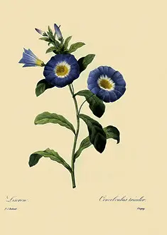 Convolvulus: Convolvulus tricolor
